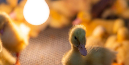 lampe de chevet canard lampe animaux lampe canard