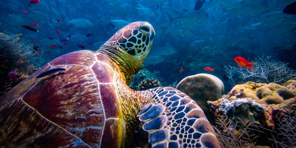 Avis sur les veilleuses tortues pour votre enfant