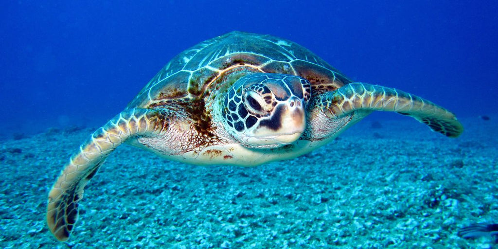 10 conseils pour trouver la veilleuse tortue parfaite